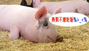 夏季豬群不吃食，找到根本原因才能輕松應(yīng)對(duì)！